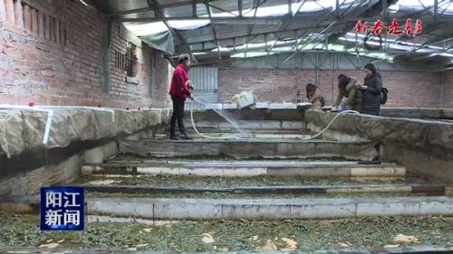 水蛭菲牛蛭生态养殖,水蛭养殖技术创新