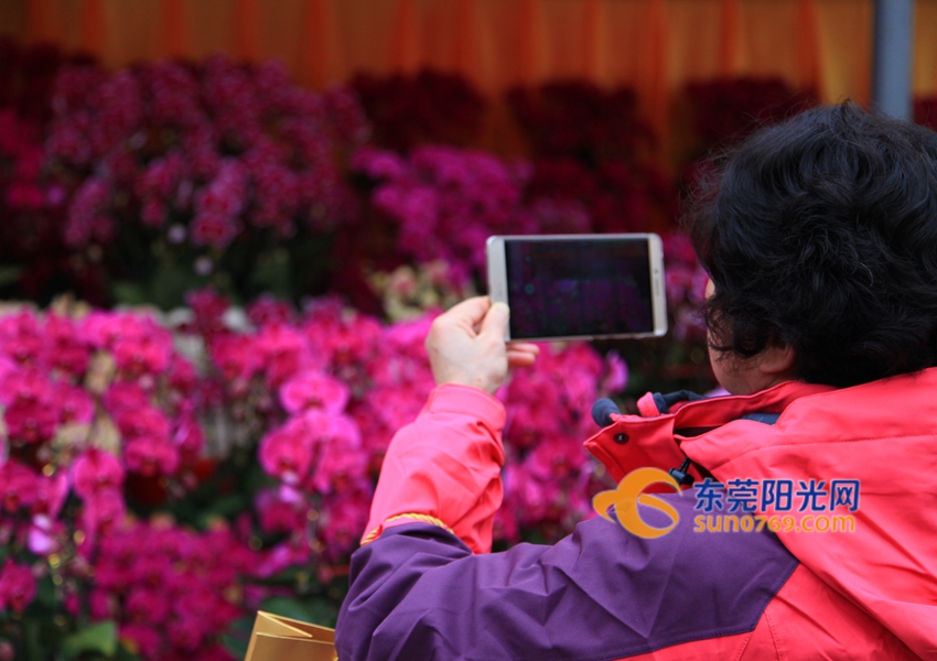 武汉迎春花市新品种,一年一度的迎春花市即将闪亮登场