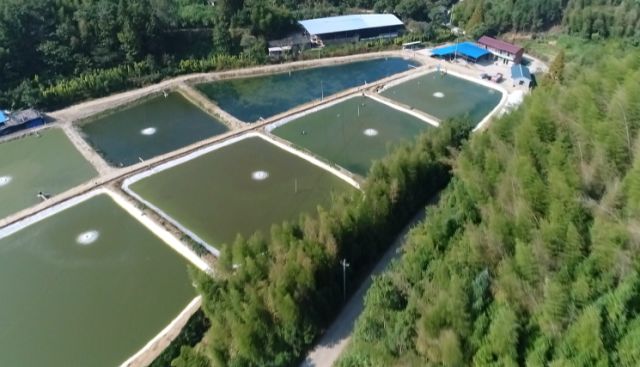 泥鳅一般一年亩产多少斤,亩产成品泥鳅4000多斤