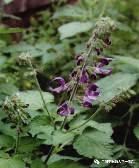 本草驿站药材,本草驿站散结手法