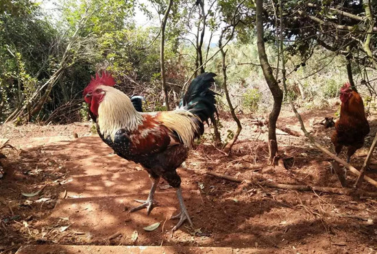 春节昆明周边好玩的地方推荐,昆明春节出游