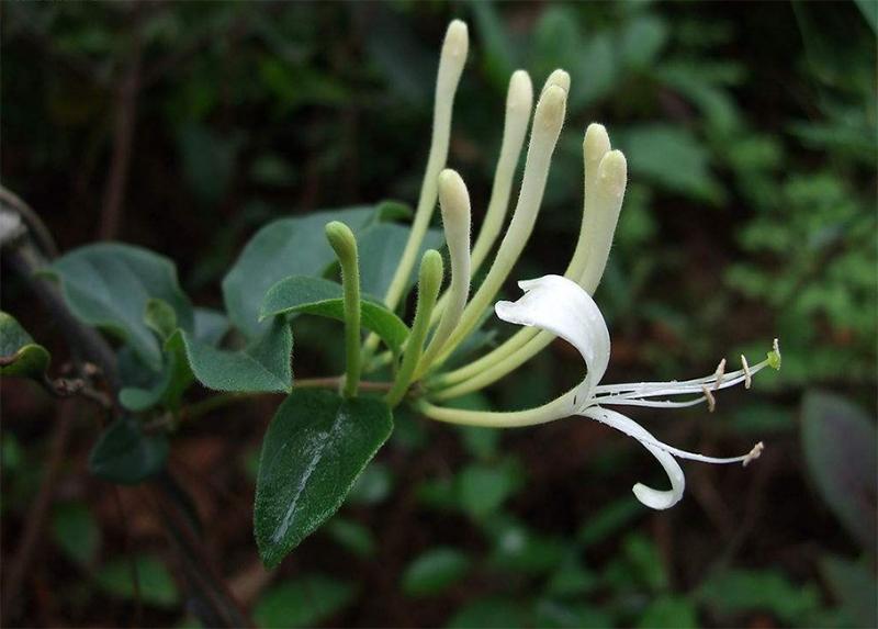 关于百雀羚发展史,天然百雀羚