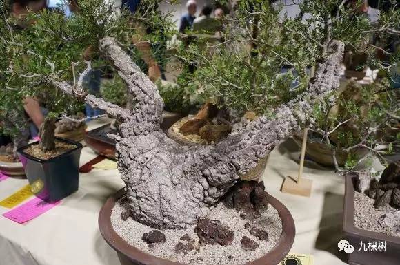 十大最贵玉露多肉品种,多肉最贵的品种有哪些