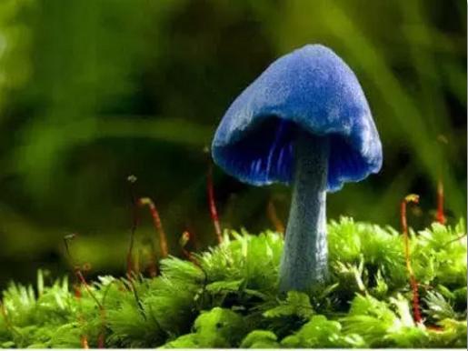 奇形怪状的蘑菇图片,10种奇形蘑菇