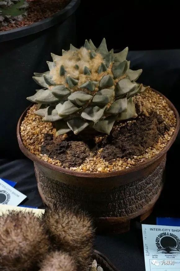 多肉万象最贵的品种,全世界最贵的多肉植物都有哪些