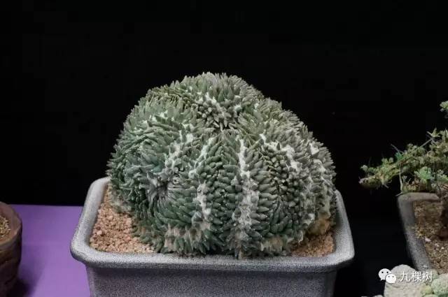 十大最贵玉露多肉品种,多肉最贵的品种有哪些