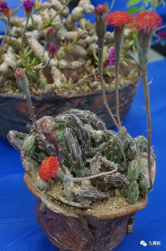 多肉万象最贵的品种,玉露多肉最贵多少钱一棵