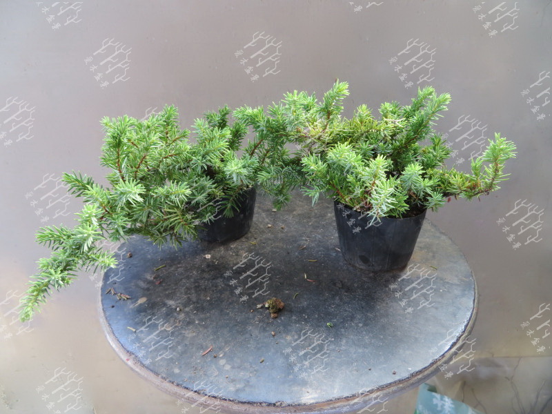 多大的真柏可以做舍利,迷你舍利崖柏