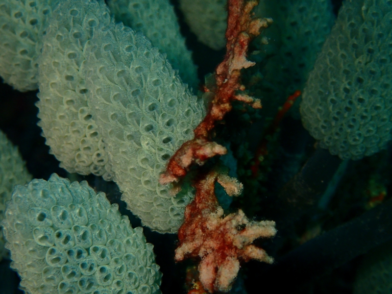 菲律宾科隆群岛游,菲律宾巴拉望科隆群岛自由行