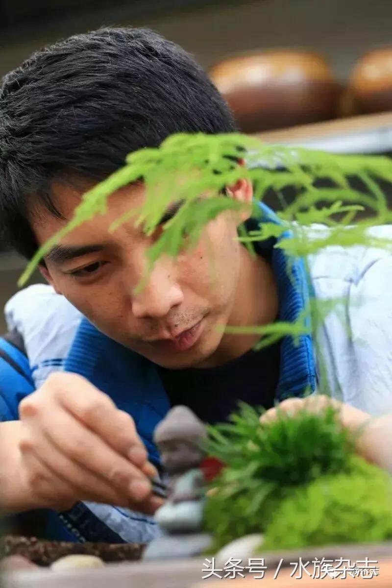水陆雨林造景价格,水陆雨林造景之苔藓篇