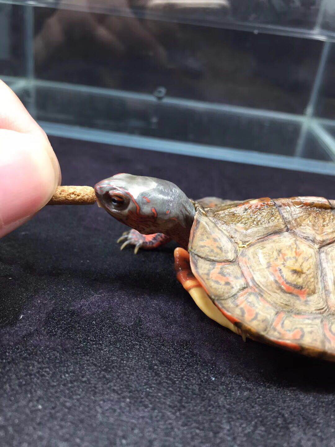 乌龟饲养方法视频教程,冬季乌龟在家饲养方法