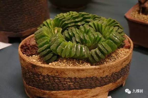 十大最贵玉露多肉品种,多肉最贵的品种有哪些