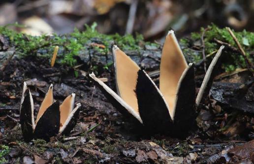 世界上最可怕的蘑菇形状,世界上最可怕的蘑菇排名