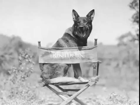 盘点世上的狗狗,盘点那些汪星人和喵星人