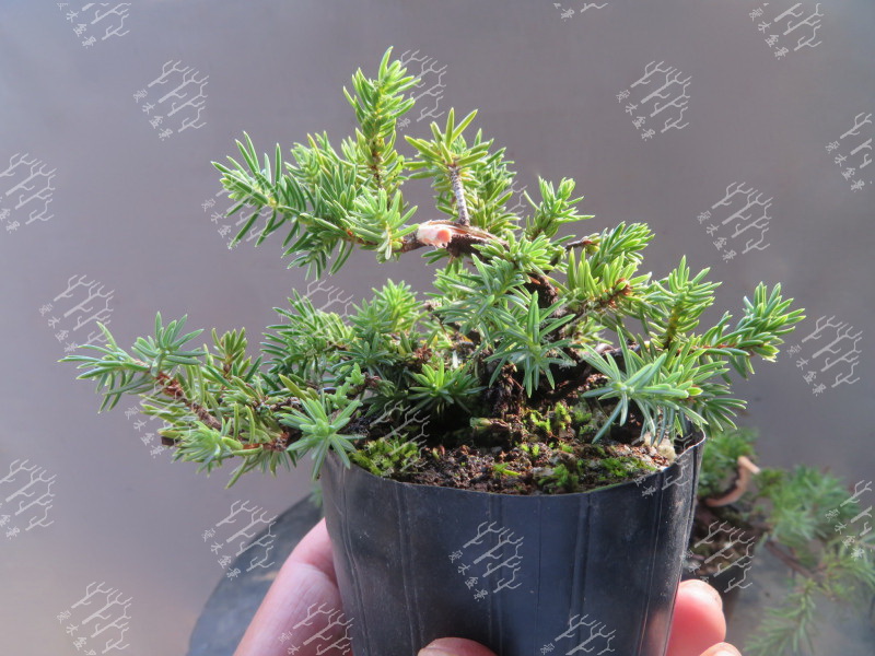 多大的真柏可以做舍利,迷你舍利崖柏