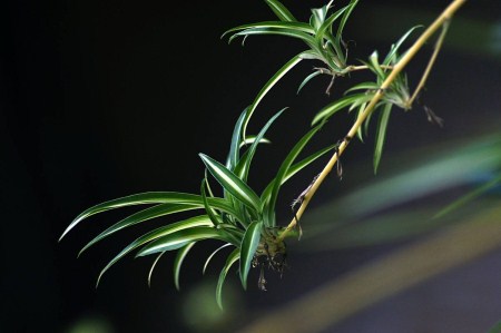 吊兰怎么也烂根呢,吊兰怎么烂根了呢