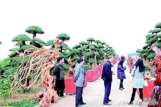京山对节白蜡盆景作品,京山对节白蜡盆景教程