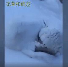 雪橇犬哈士奇在雪地玩,哈士奇照顾二哈睡觉