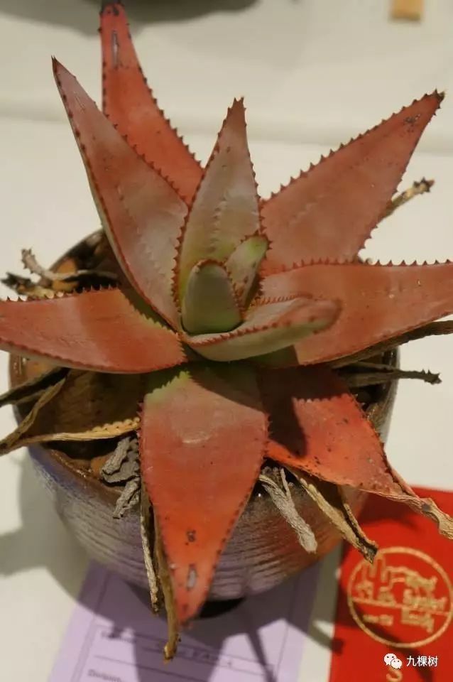 多肉万象最贵的品种,玉露多肉最贵多少钱一棵