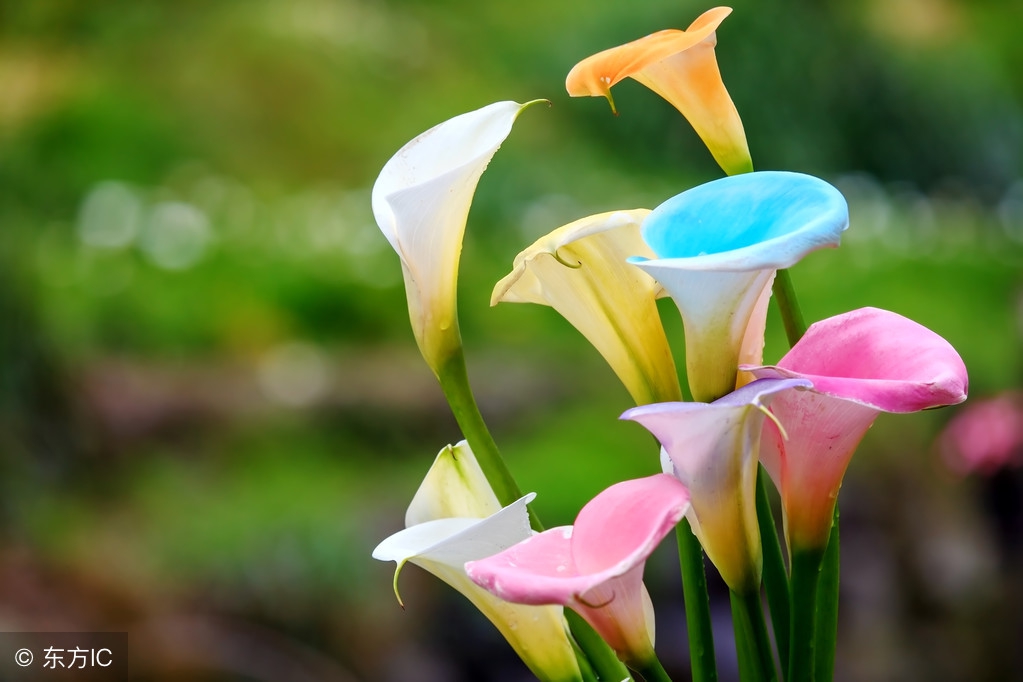 马蹄莲种植方法和注意事项图片,无土栽培马蹄莲花卉