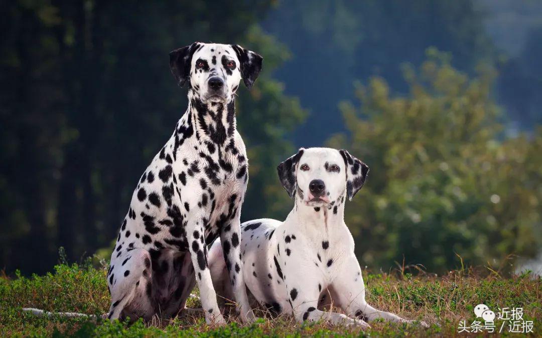 你没见过的“汪星人”都在这了！狗年就让它们来萌“化”你吧