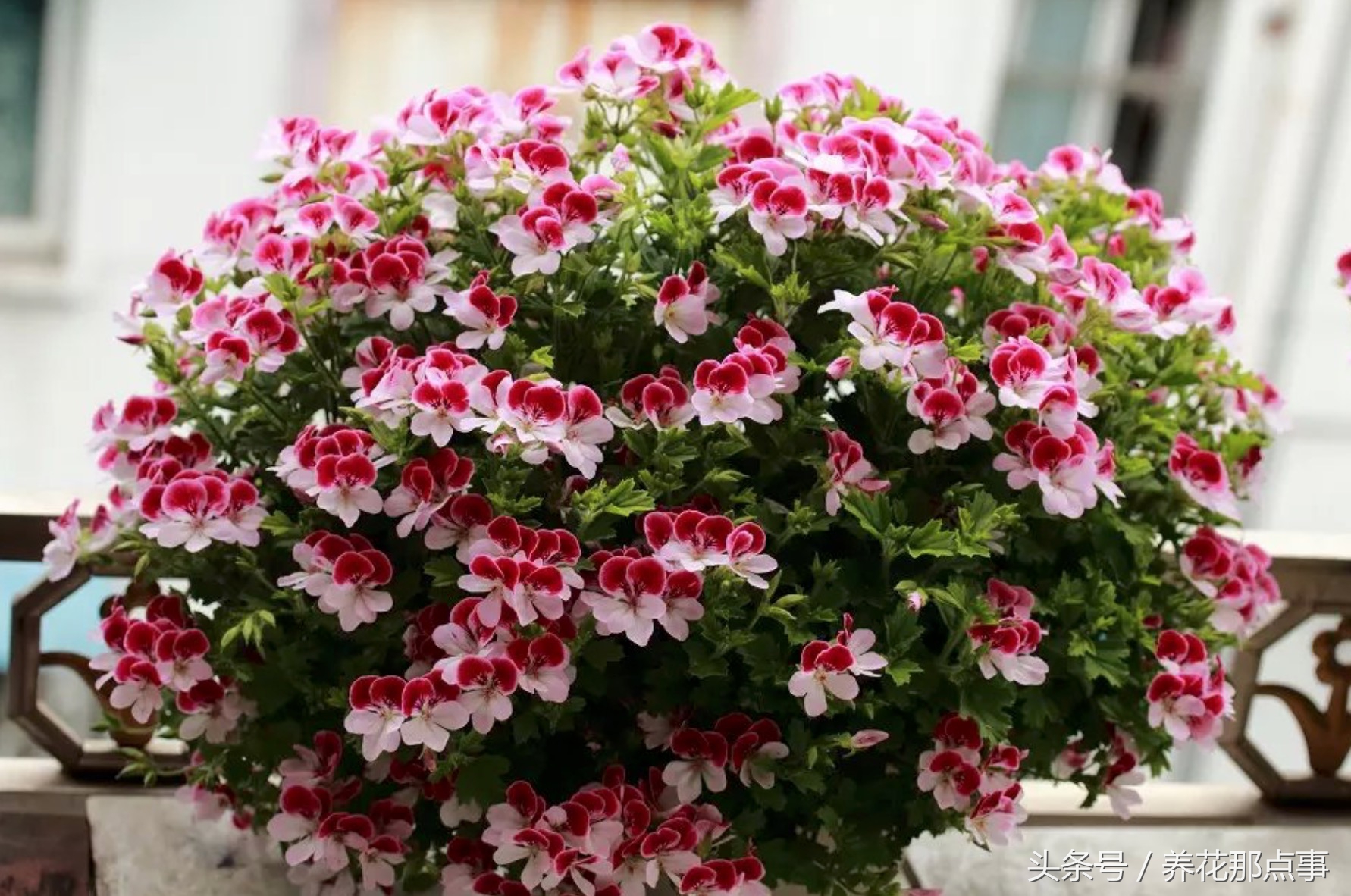 鍐板ぉ闆湴鑺辨捣,鍏ュ啲杩樿兘鐪嬪埌鑺辨捣