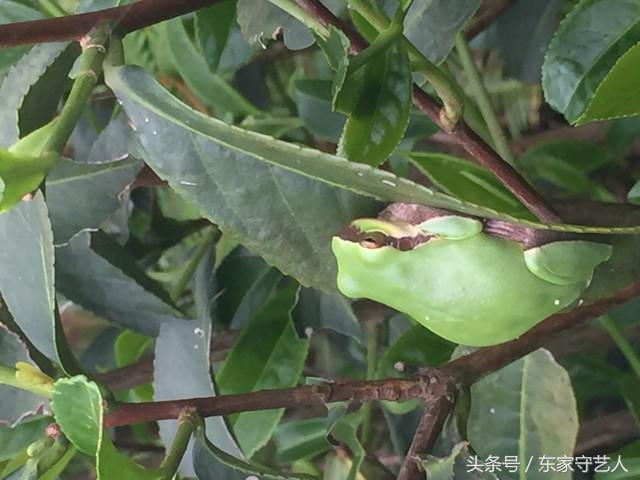 安溪种植茶叶的有利自然条件,安溪种植茶叶的情况介绍