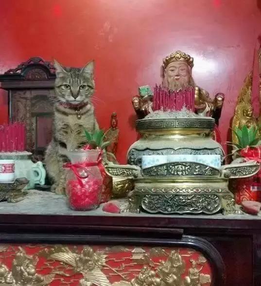 公猫被剪胡子怎么办,猫咪的胡须拔了怎么办