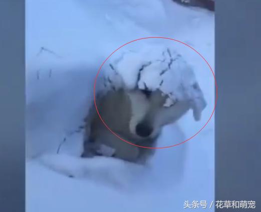 雪橇犬哈士奇在雪地玩,哈士奇照顾二哈睡觉