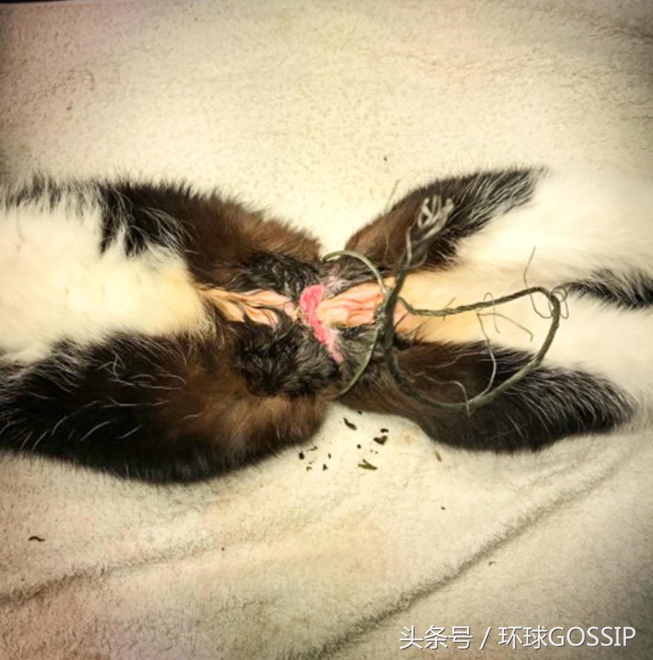 猫咪的手被橡皮筋勒住了3个小时,猫咪被勒住脖子还能救过来吗