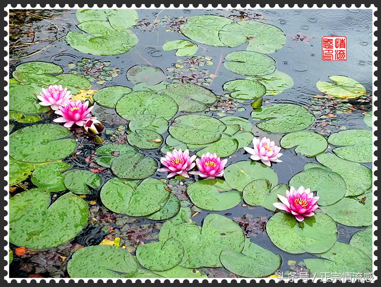 邛海公园旅游攻略,邛海旅游攻略酒村