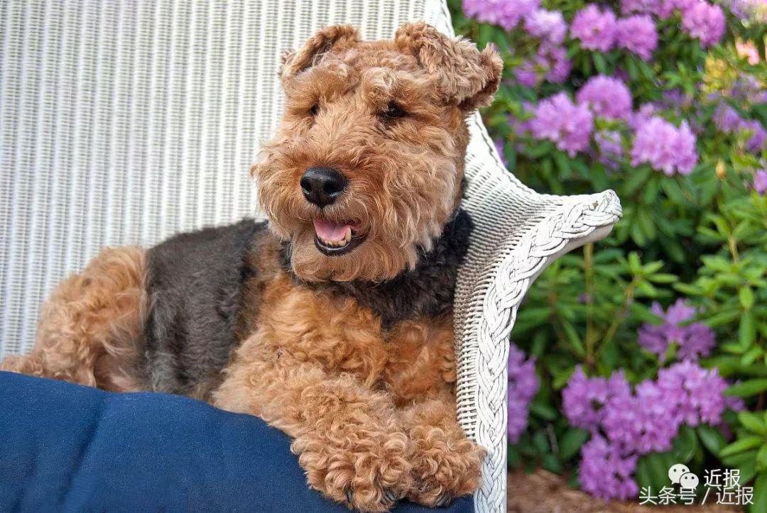 你没见过的萌宠,你没见过的宠物