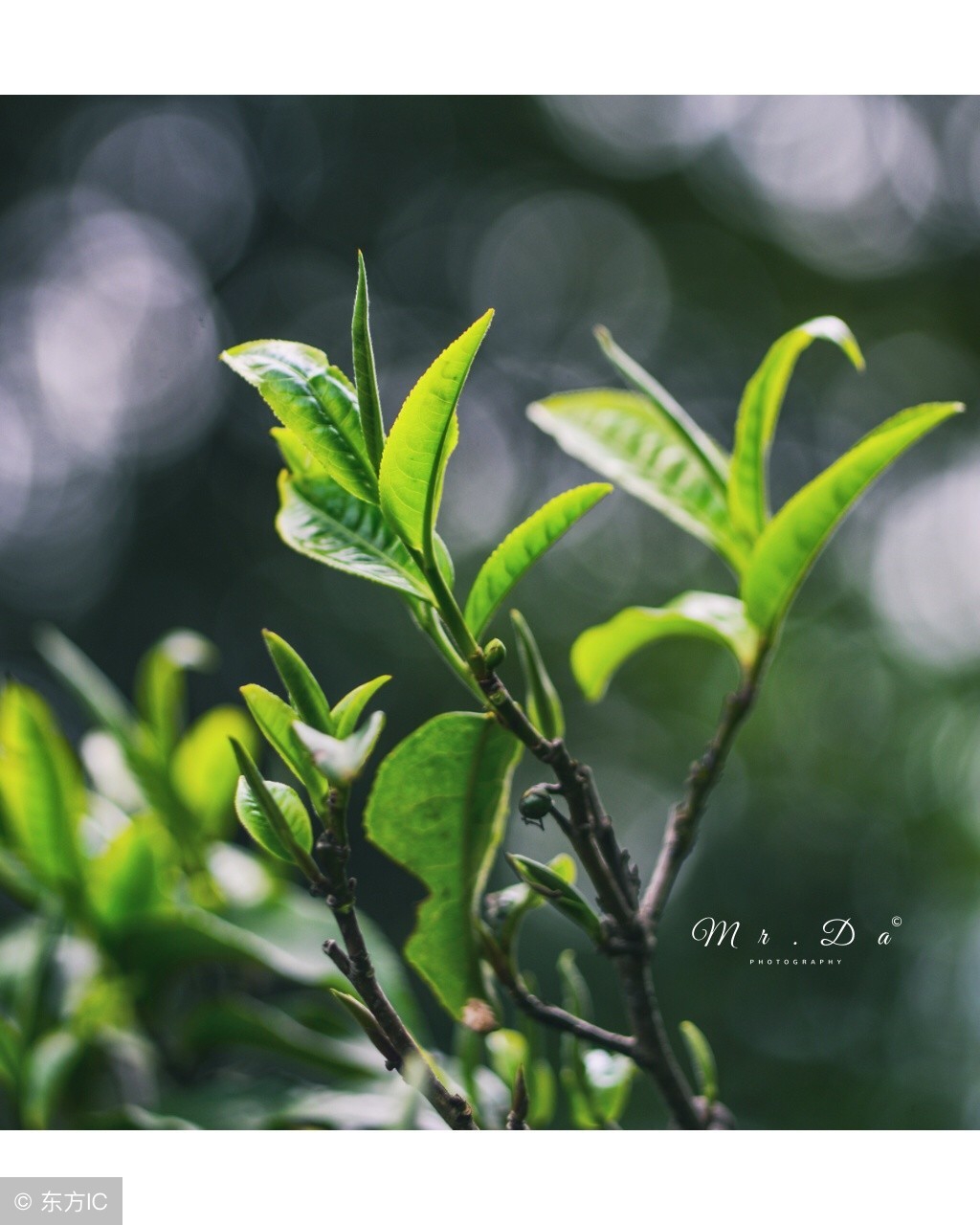 英国杂志报道,英国对普洱茶的研究