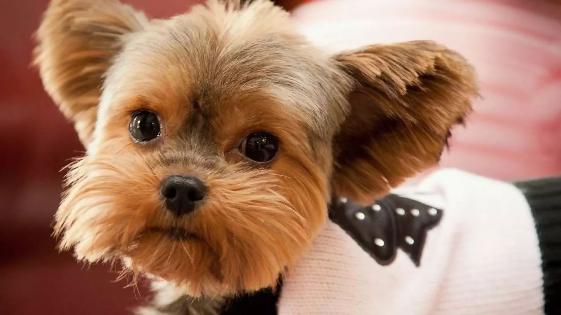 带狗字的成语是什么,关于带狗的成语大全