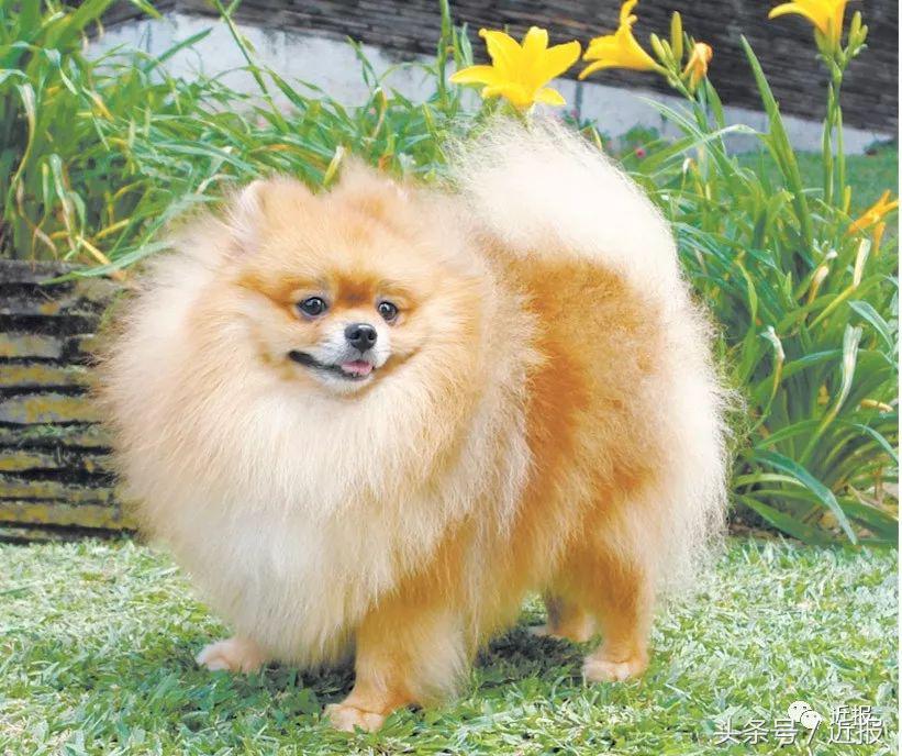 你没见过的“汪星人”都在这了！狗年就让它们来萌“化”你吧