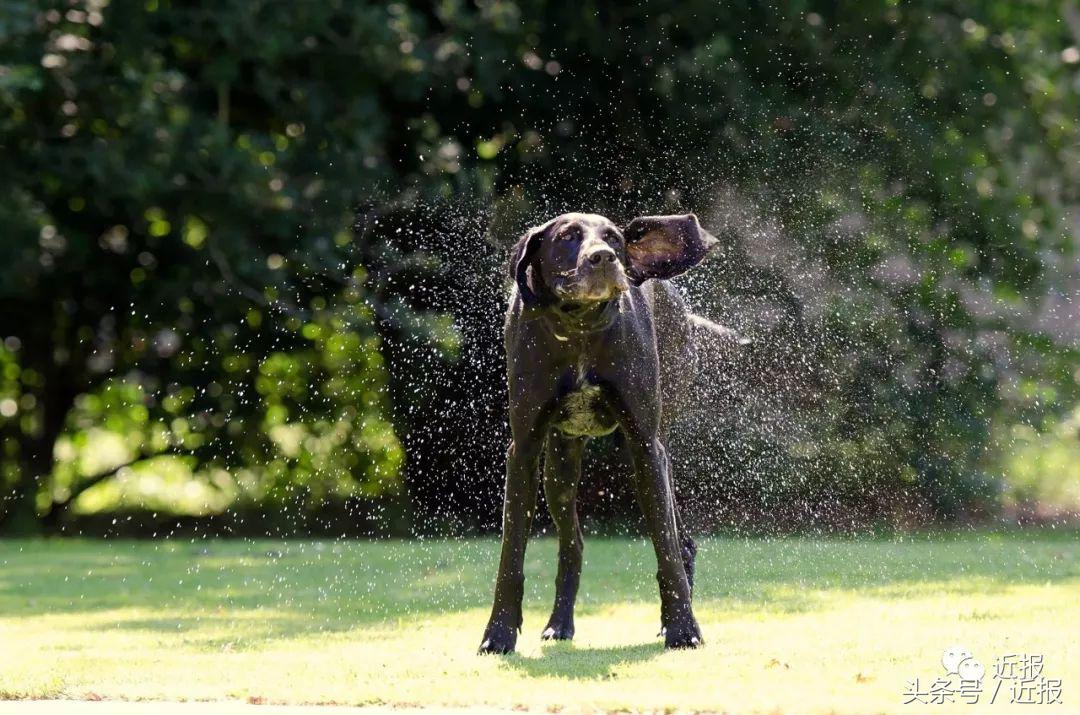 你没见过的“汪星人”都在这了！狗年就让它们来萌“化”你吧