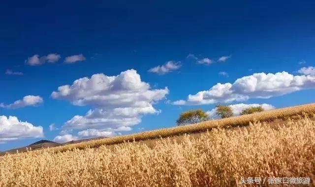 张北草原天路现在的景色,张家口张北草原天路攻略