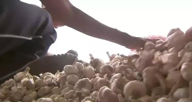 大蒜怎么做不发芽,大蒜最好吃的做法不发芽