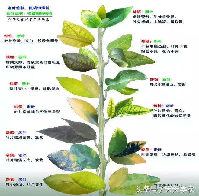 柑橘溃疡病黄化专用药,柑橘黄化病的原因和解决方法