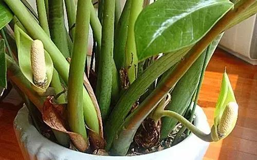 金钱树的养殖方法与技巧,金钱树的养殖方法和注意事项