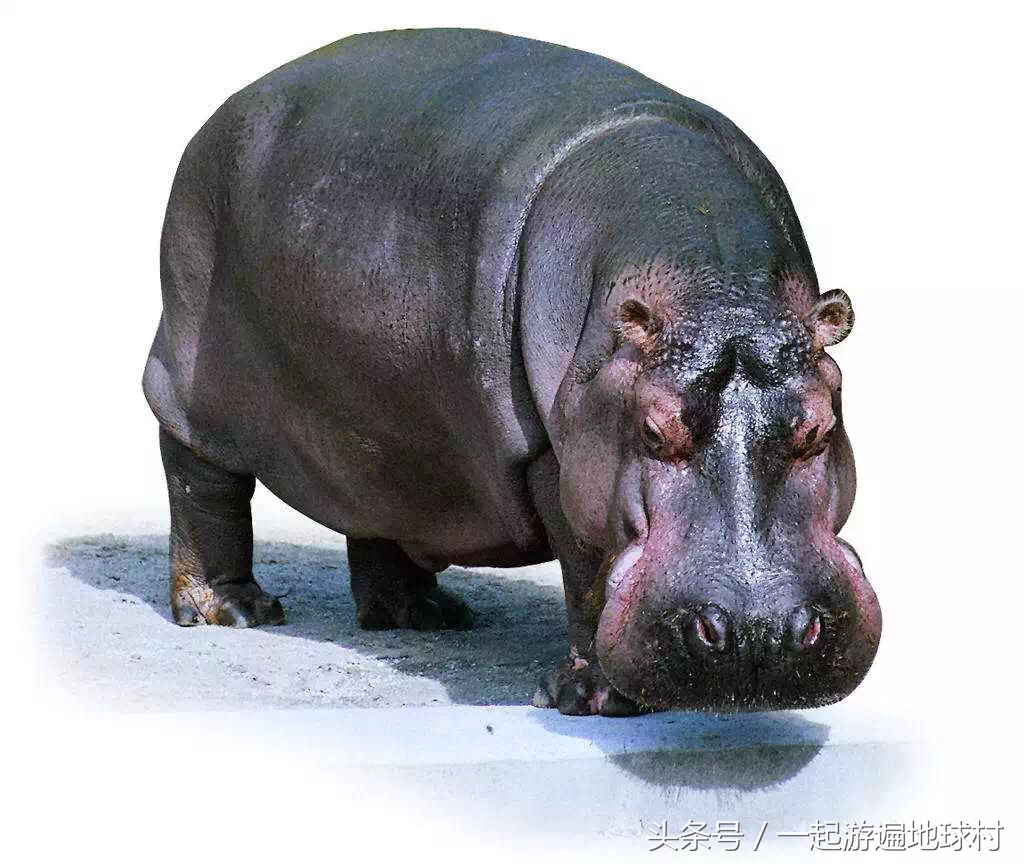 长隆野生动物世界游玩北门攻略,长隆野生动物世界旅游攻略路线