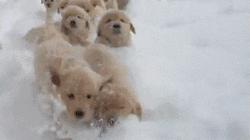 求求你们，外国牌子还是不要做春节商品了！