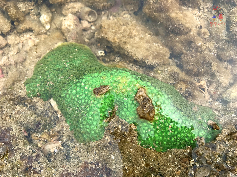 火山石晒盐，活珊瑚与苏东坡的晚年——我在海南画了一个圈儿,6