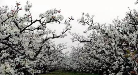 安徽宏村旅游景点攻略,安徽的名胜古迹和旅游景点有哪些