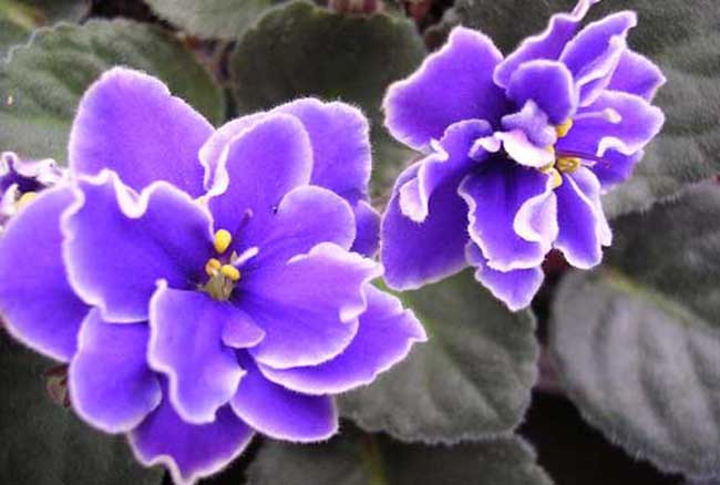 紫罗兰栽培技术重点,紫罗兰栽培技术与管理