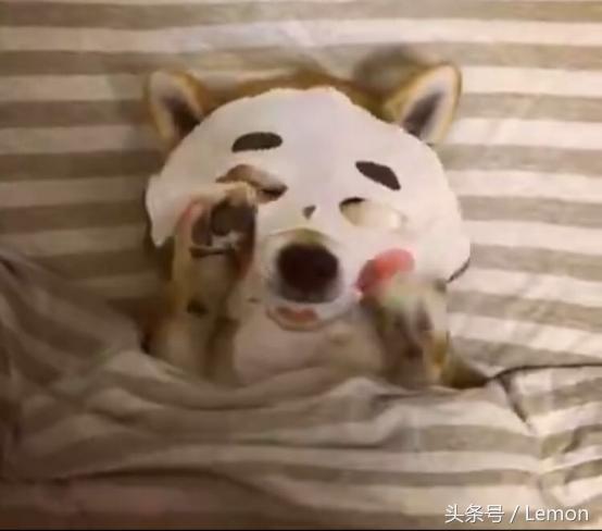 买面膜送猫,买面膜送小样补水