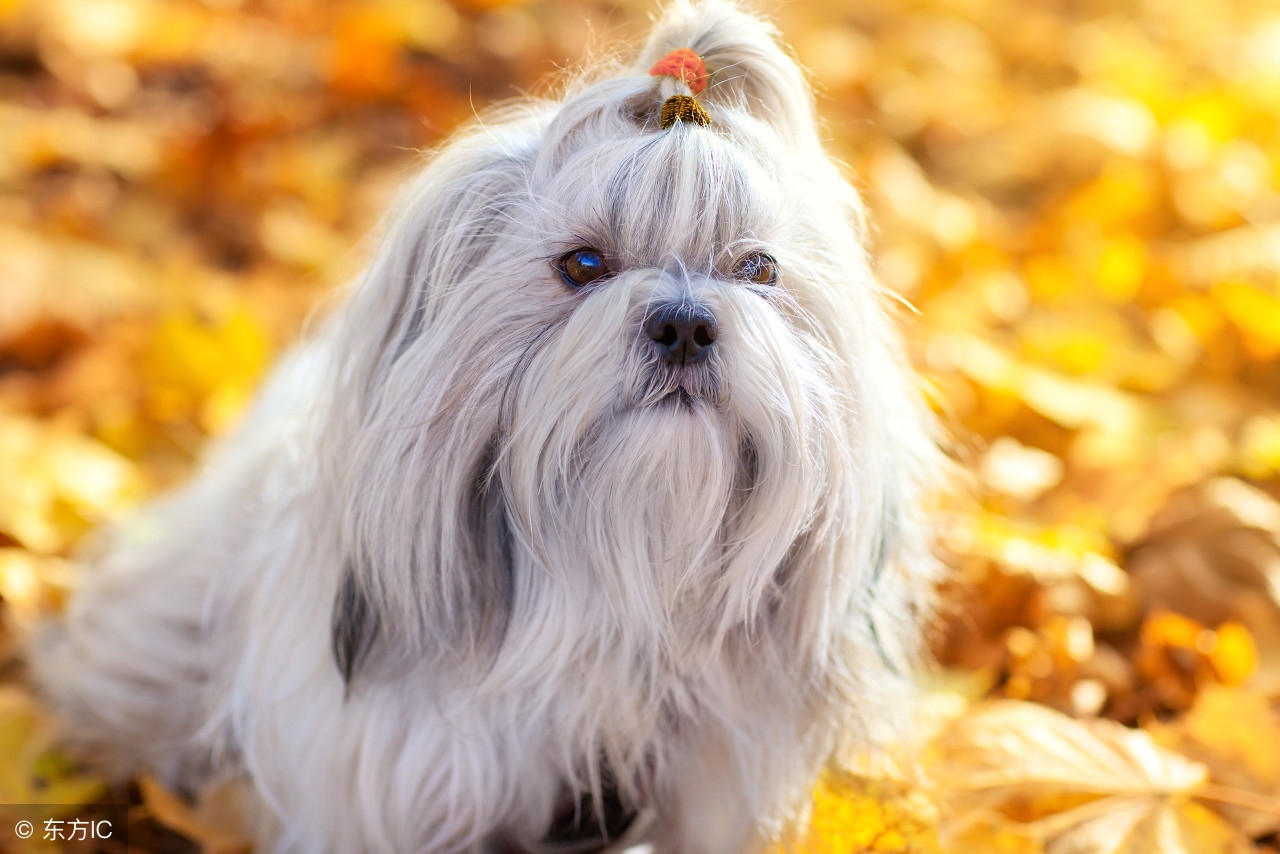狗年说狗警犬,狗年说狗带你了解游戏中的狗文化
