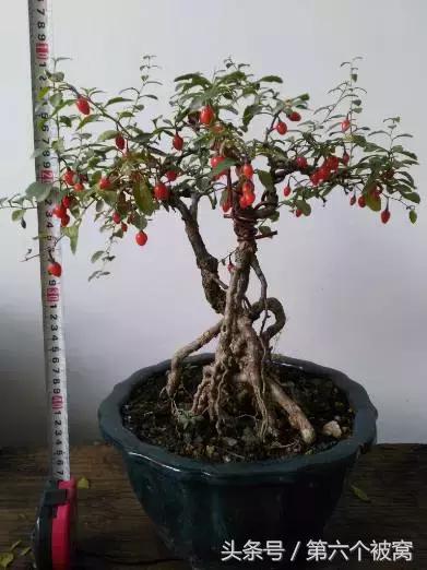 治枸杞白粉病最好的特效药,枸杞白粉病最快的治疗方法