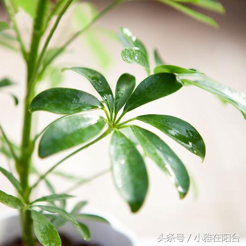 鸭脚木枝干发黄掉叶子,鸭脚木黄叶枯叶怎么补救最快方法