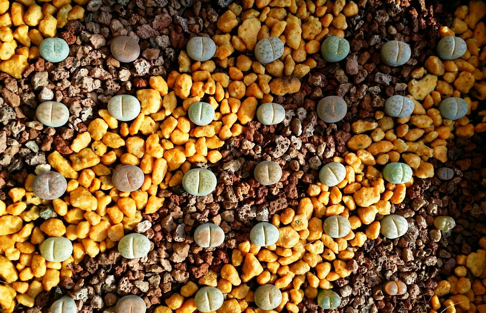 多肉生石花绿色是什么品种,多肉植物生石花干瘪软